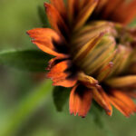 2017年布达佩斯游泳世锦赛全程高清直播 21oc2965