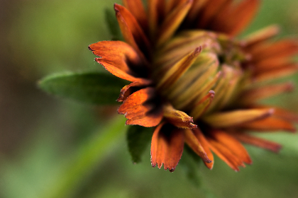 2017年布达佩斯游泳世锦赛全程高清直播