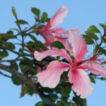 2017年度精彩足球赛事直播全记录 a517syi