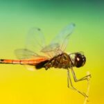 2017年度游泳赛事精彩直播全纪录 ryg6b